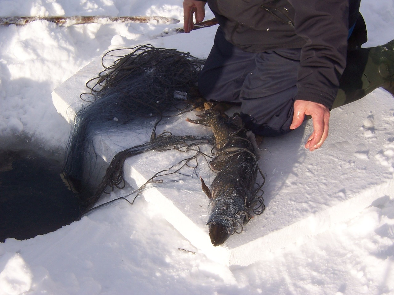 winter fishing network free photo
