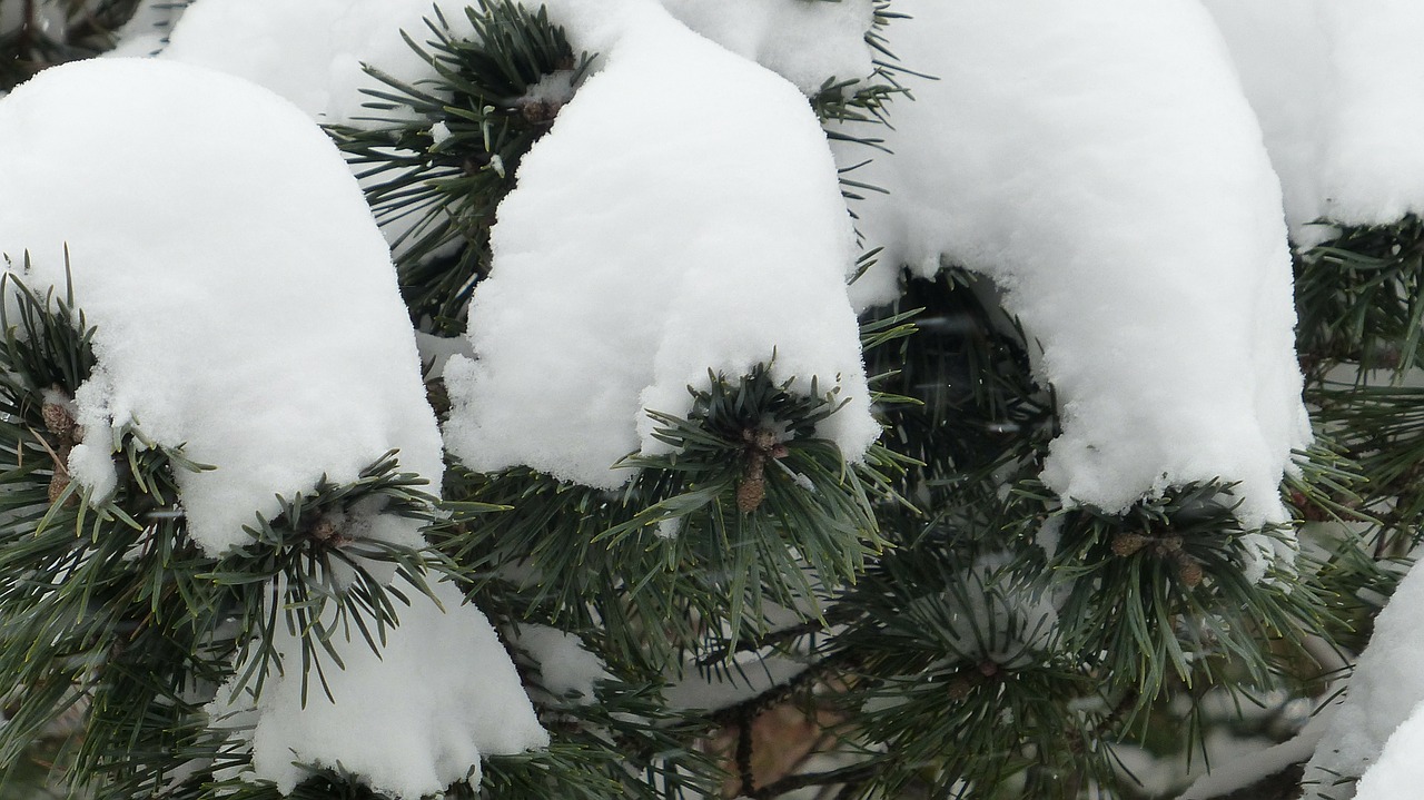 winter snow pine free photo