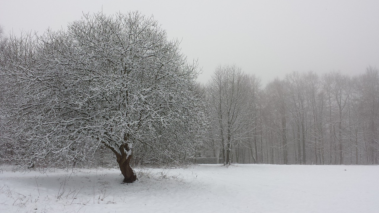 winter tree field free photo