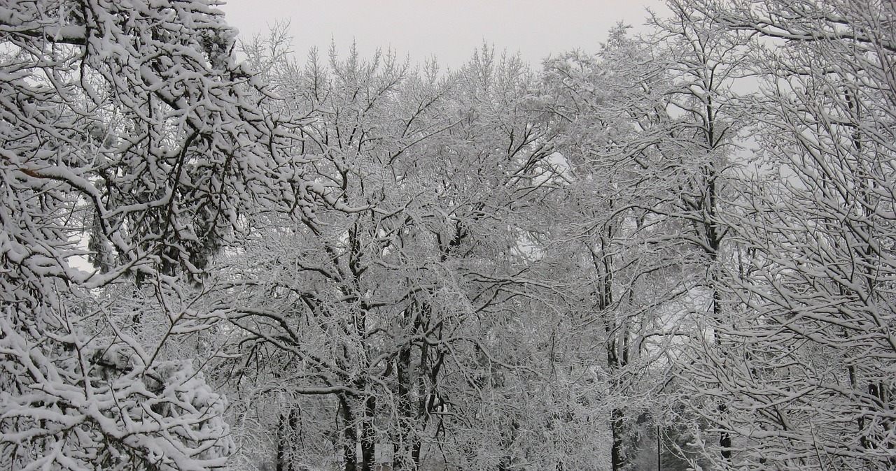 winter trees snow free photo