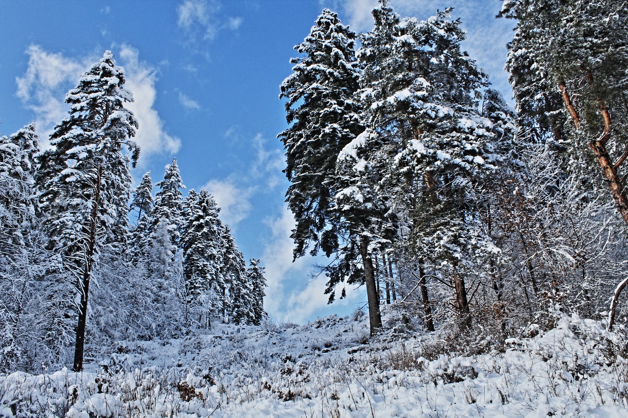 winter forest snow free photo