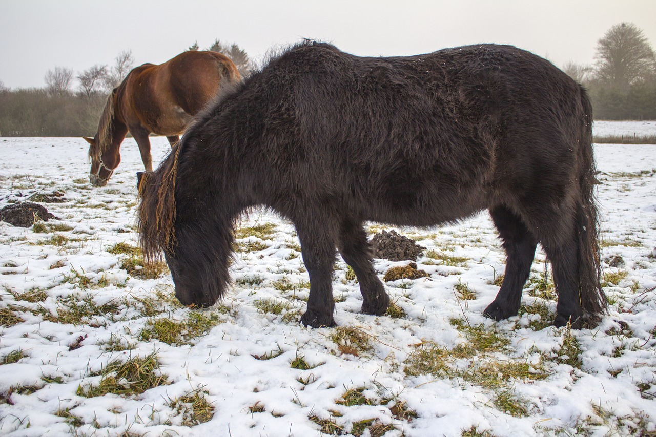 winter horses grasses free photo
