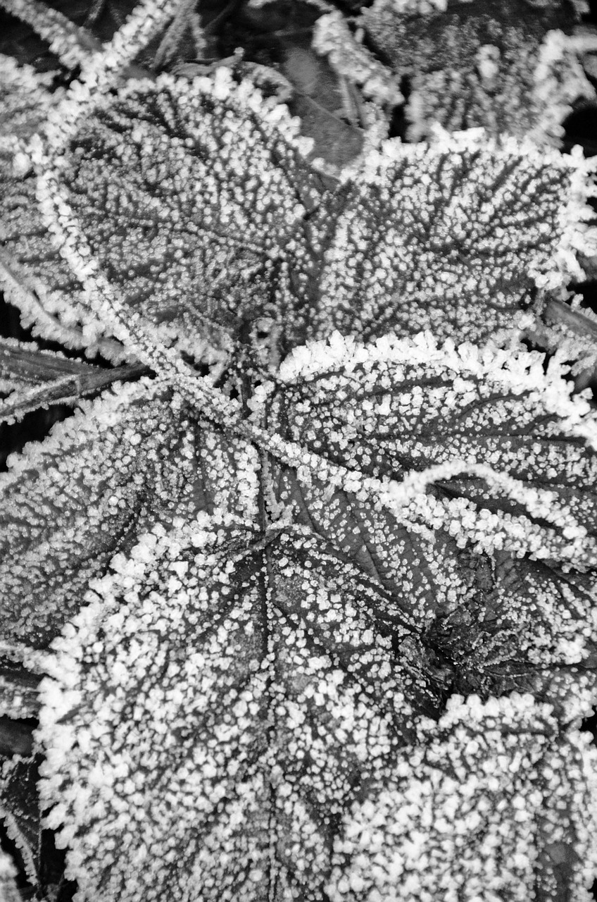 winter leaves frost free photo