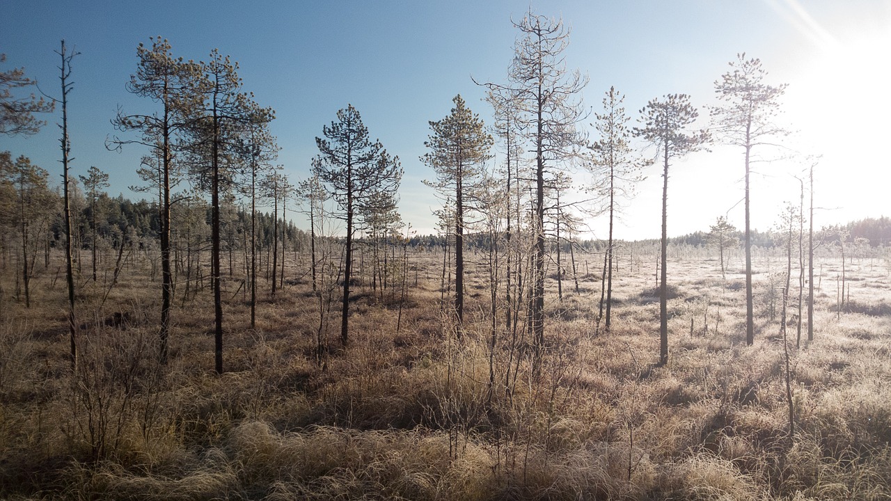 winter sun landscape free photo