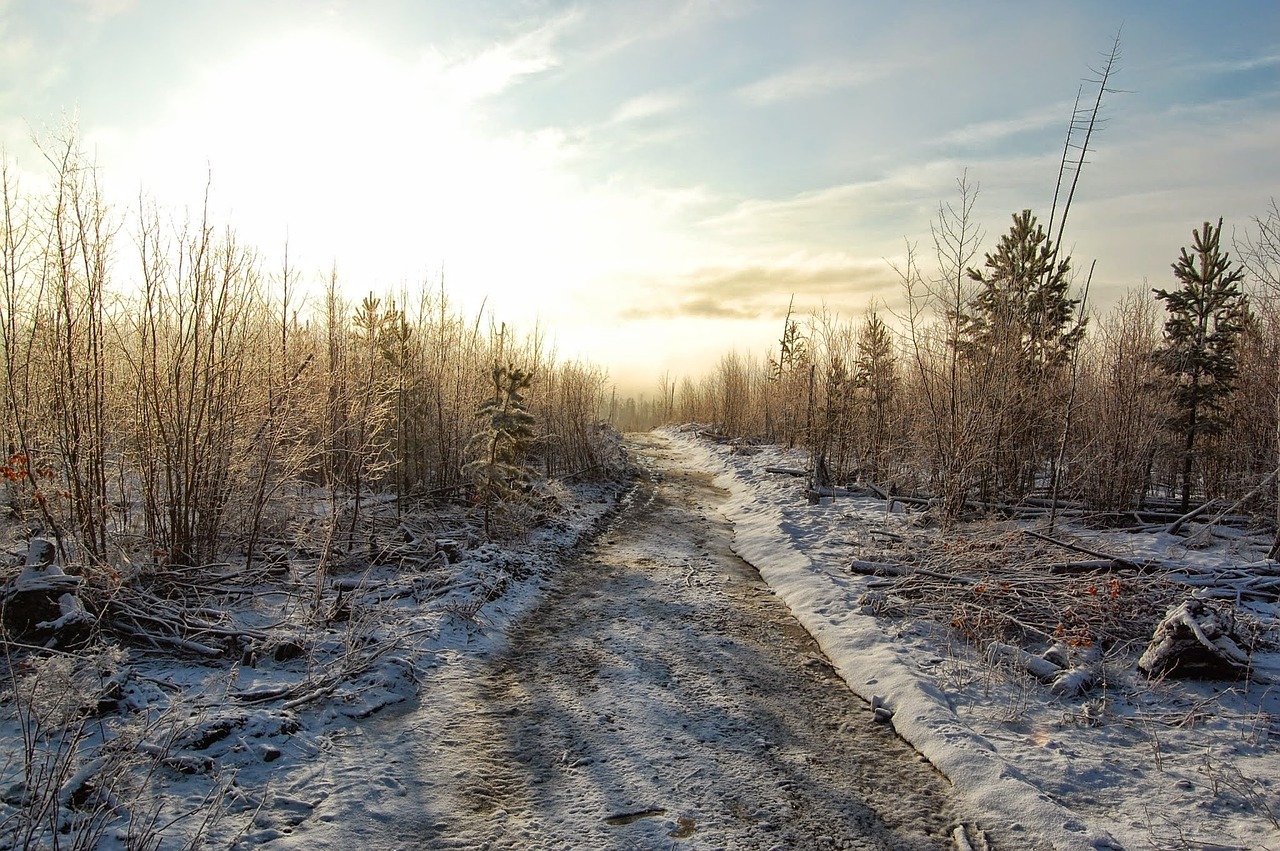 winter forest sky free photo