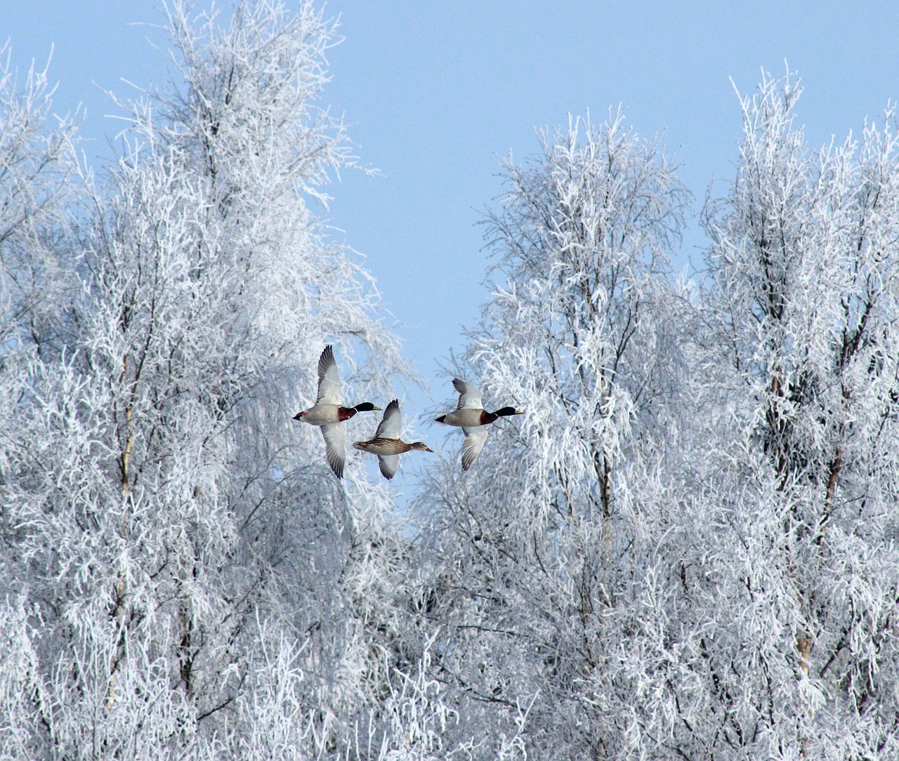 winter birds geese free photo