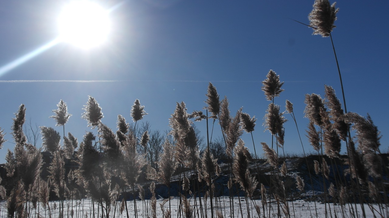 winter sun sky free photo