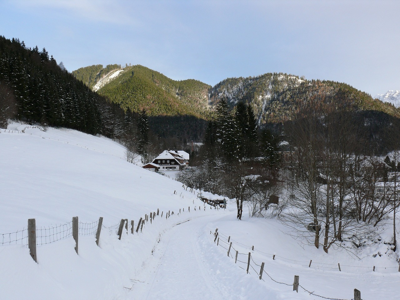 winter snow forest free photo