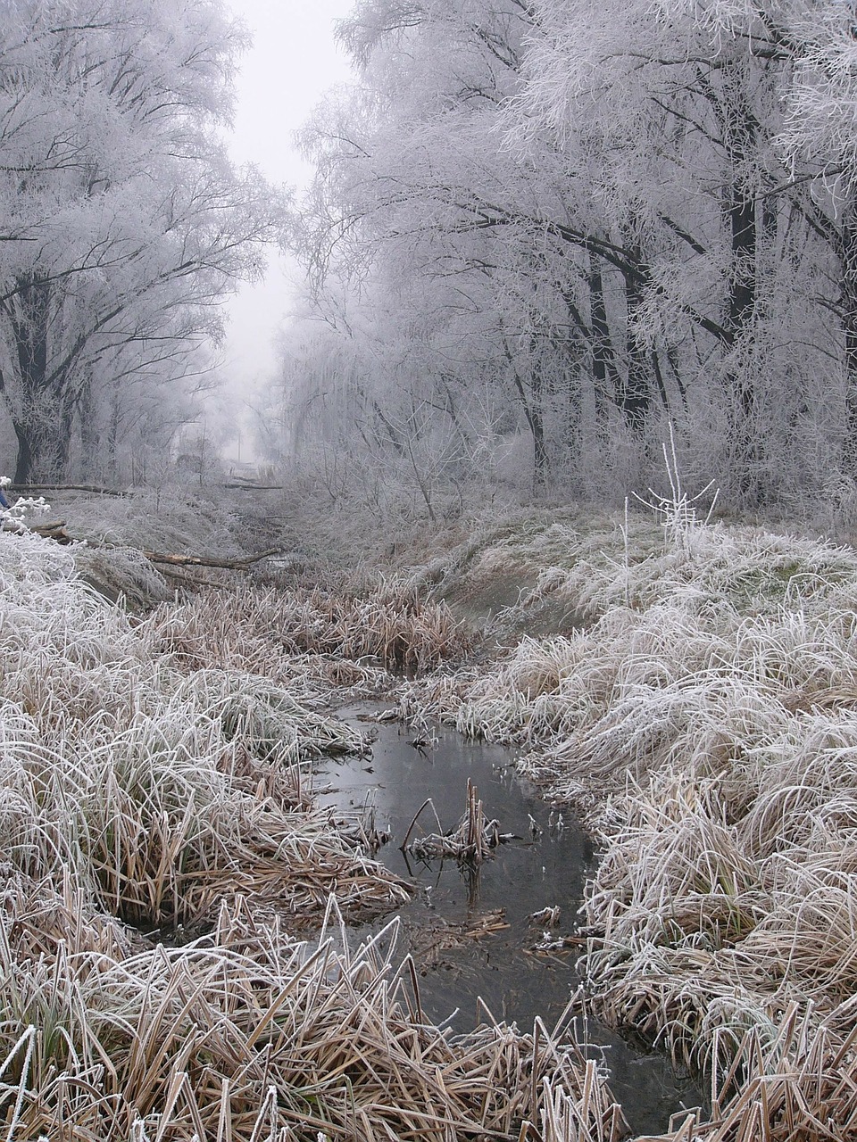 winter frost white free photo