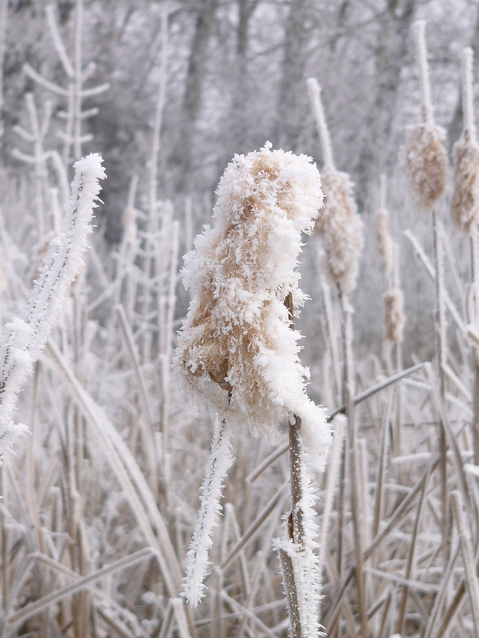 winter frost thistle free photo