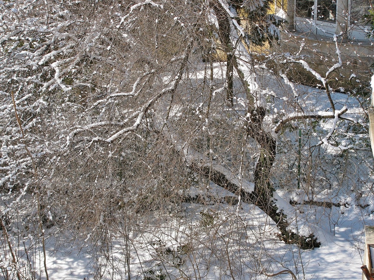 winter snow trees free photo