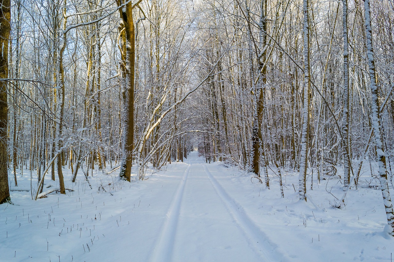 winter traces snow free photo