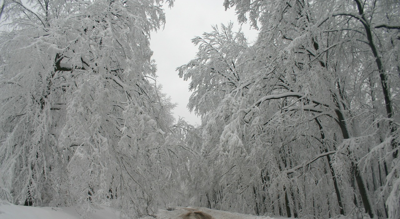 winter snow trees free photo