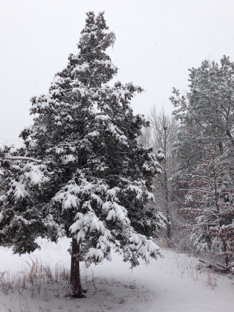 winter snow cedar free photo