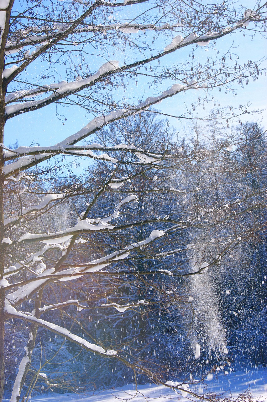 winter tree trees free photo