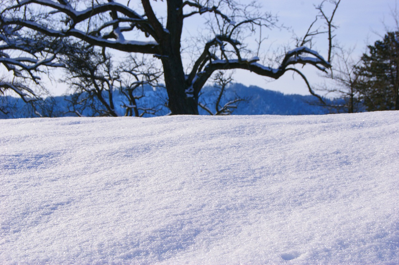 winter tree trees free photo