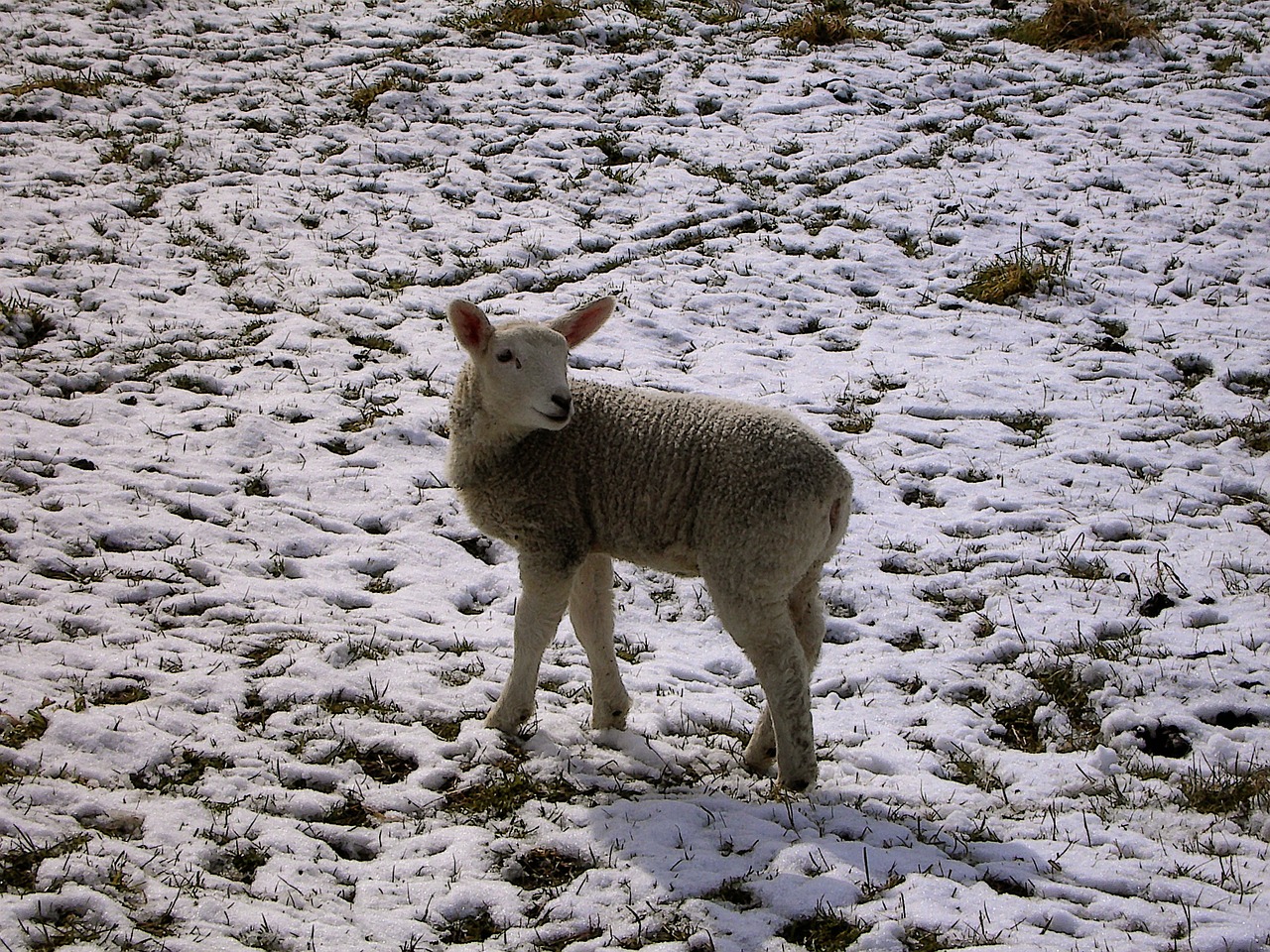 winter lamb schäfchen free photo
