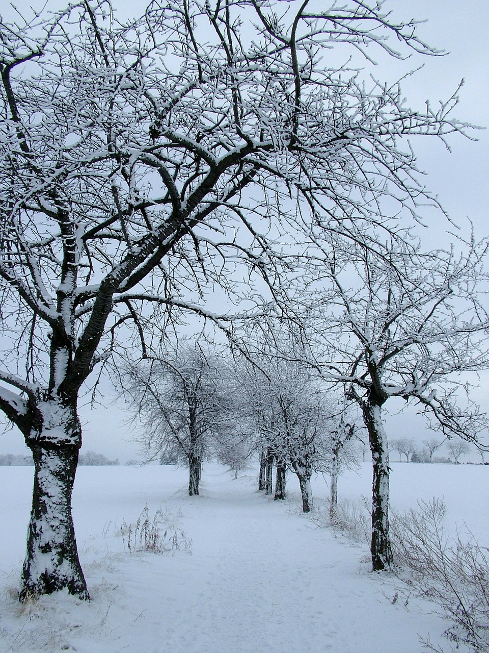 winter snow trees free photo