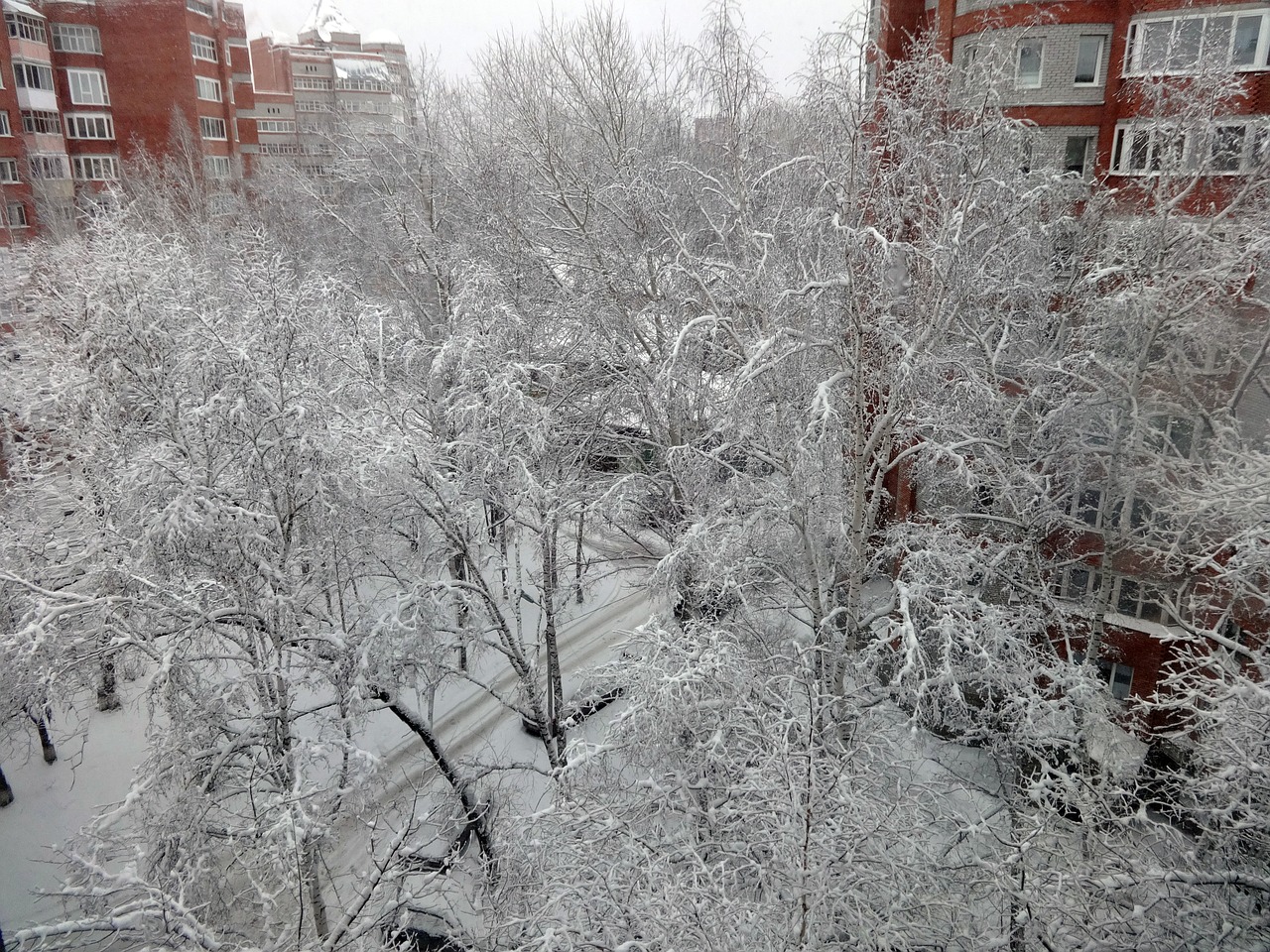 winter snow trees free photo