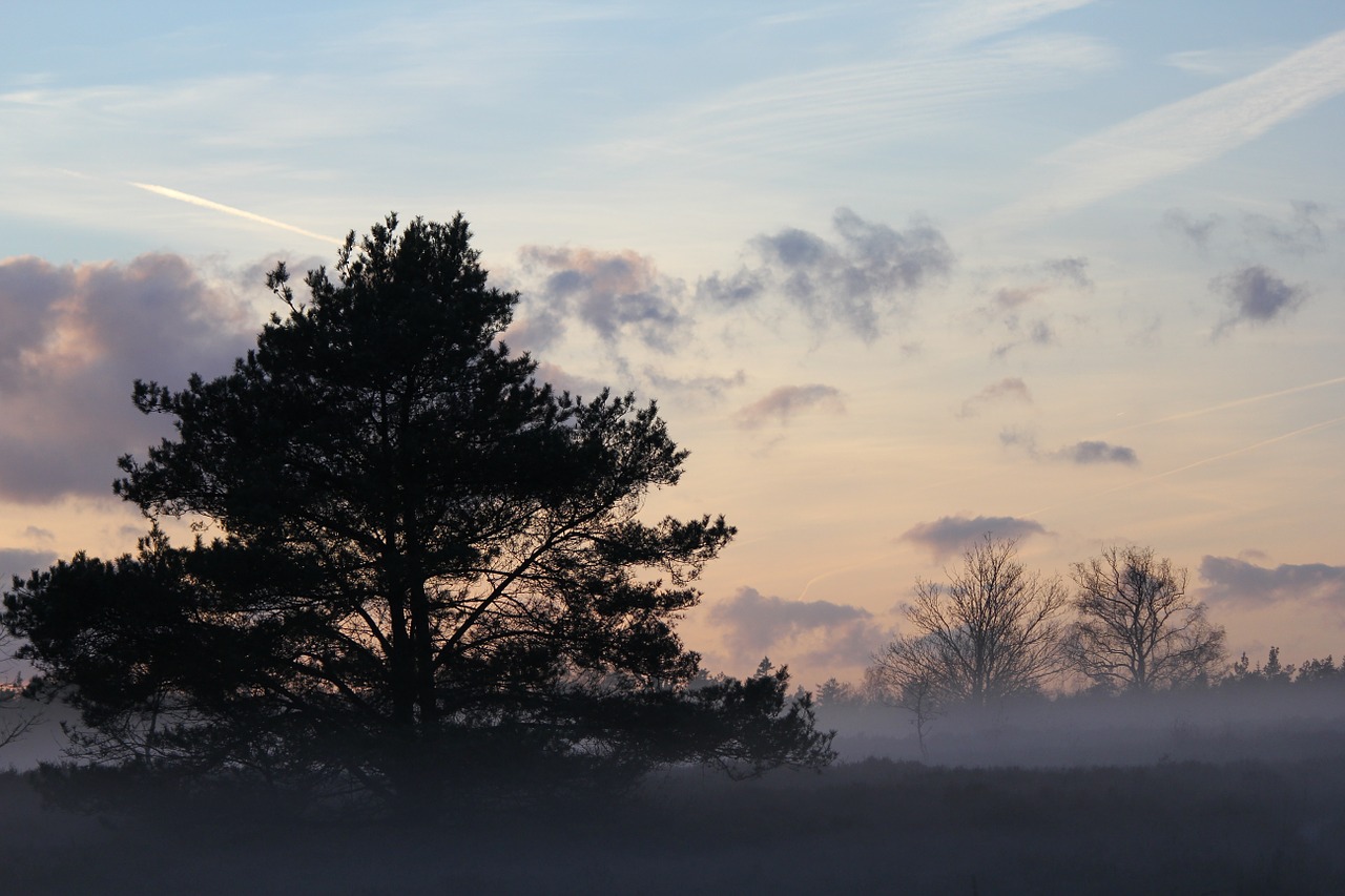 winter heide forest free photo