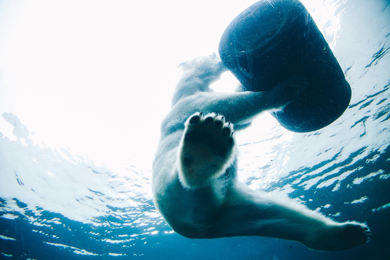 winter bear ocean free photo