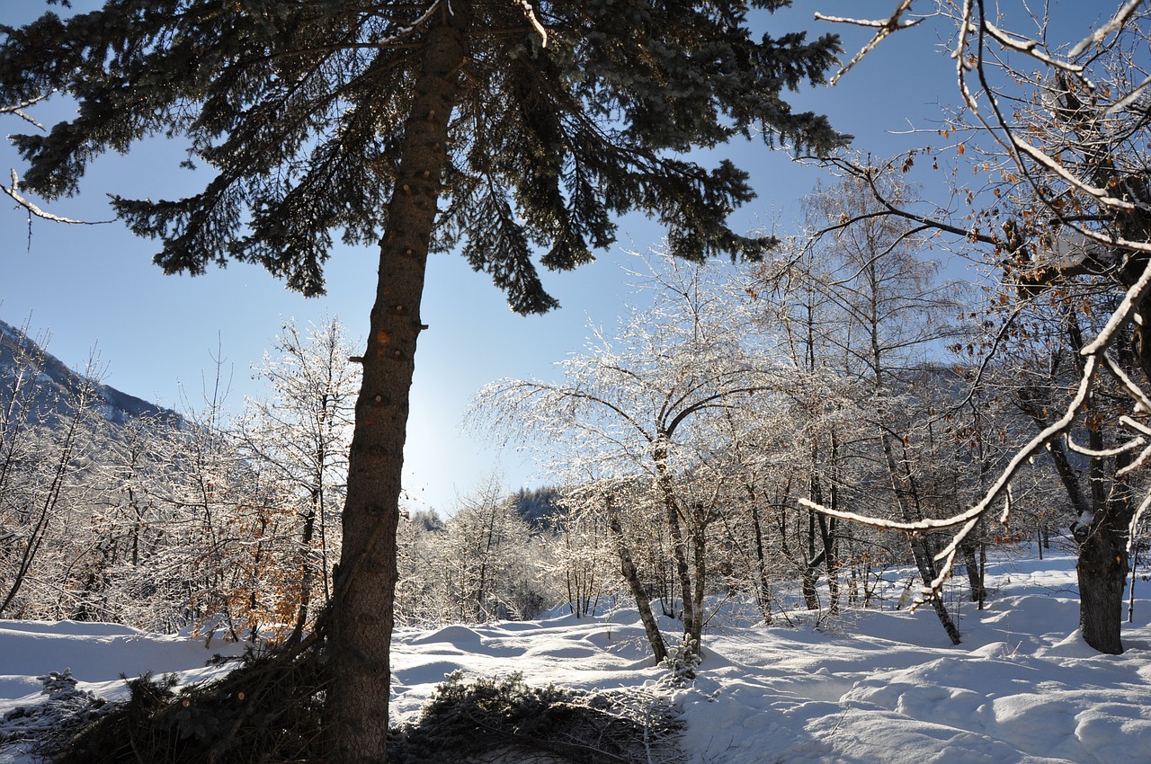 winter snow pine free photo