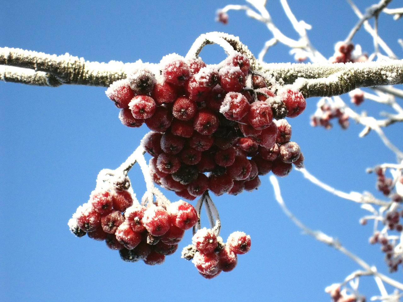 winter rowan berries red free photo