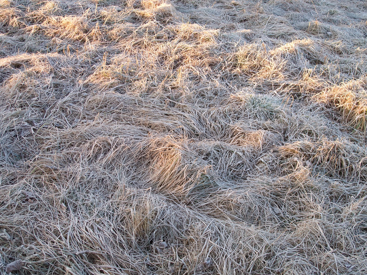 winter dry grass srieň free photo