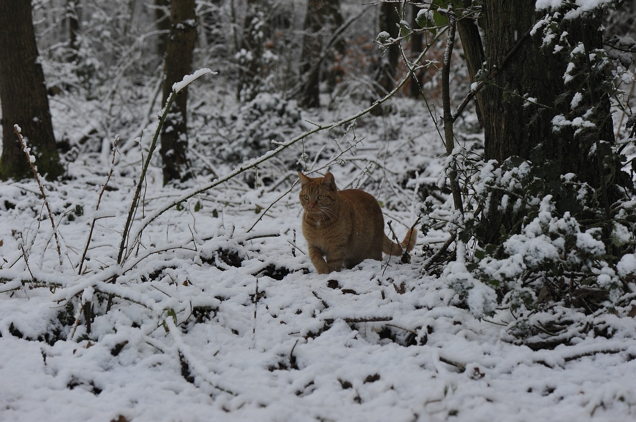 winter snow cold free photo