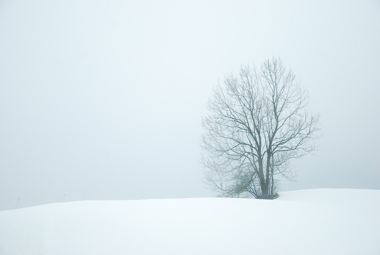 winter snow trees free photo