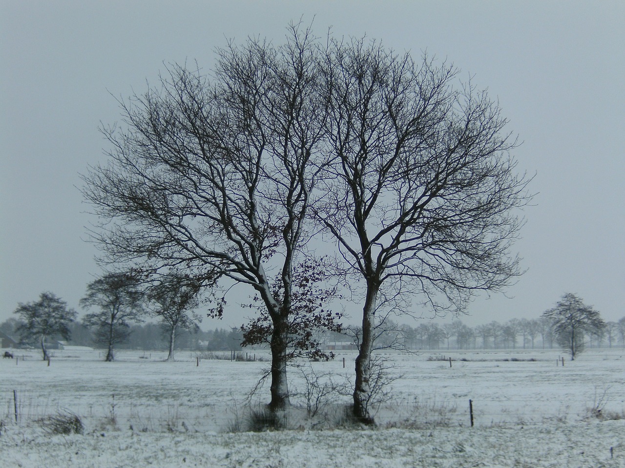 winter trees snow free photo