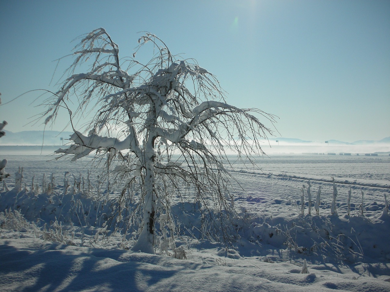 winter wood nature free photo