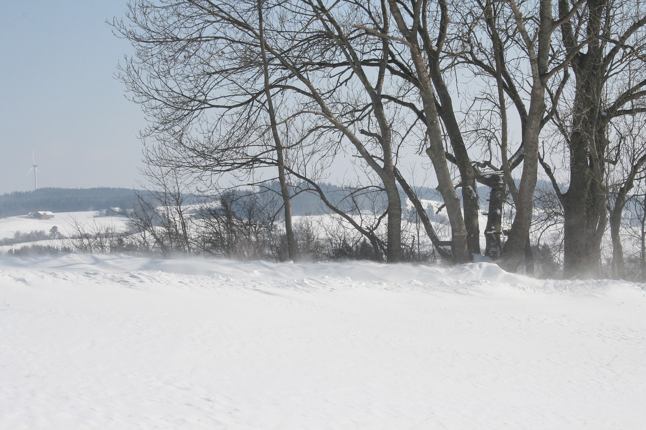 winter tree landscape free photo