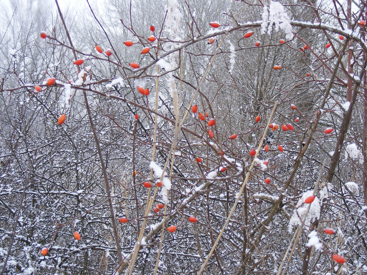 winter snowy tree free photo