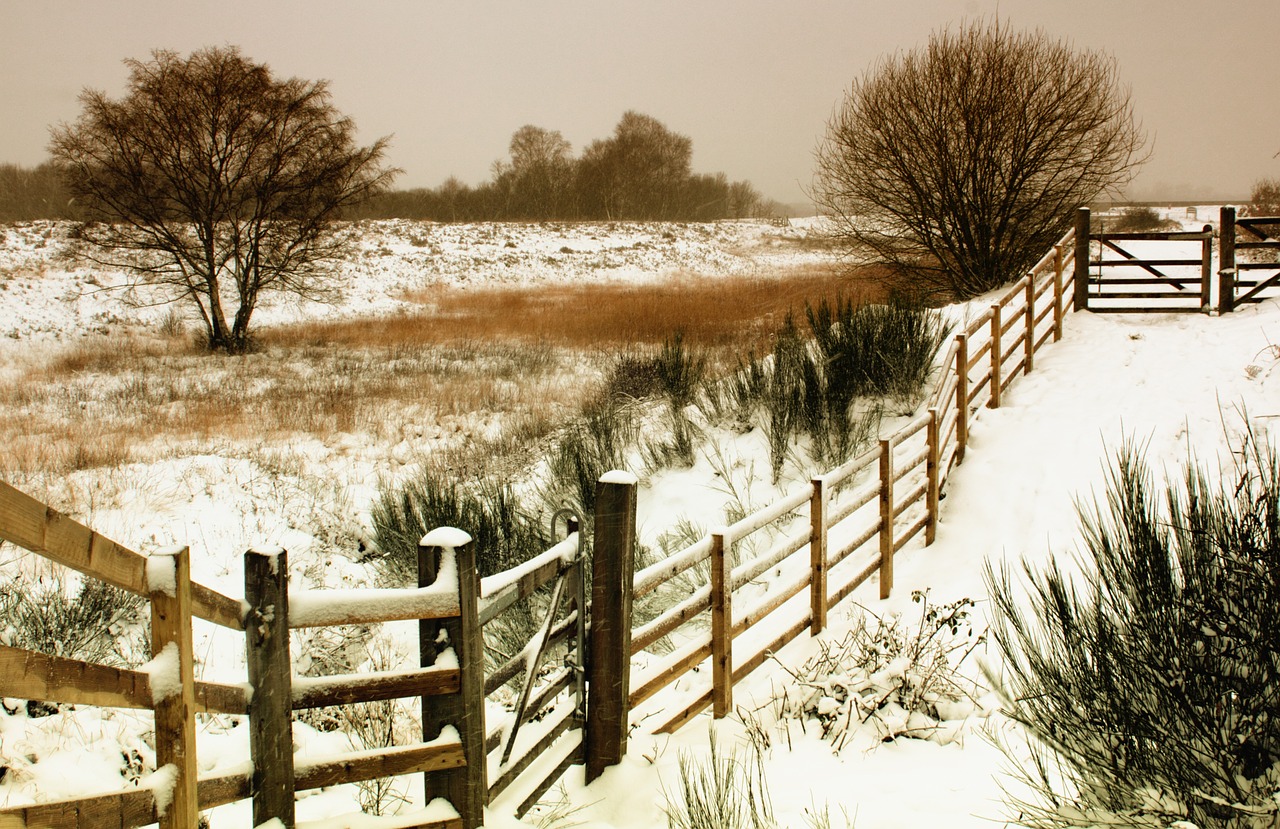 winter landscape snow free photo