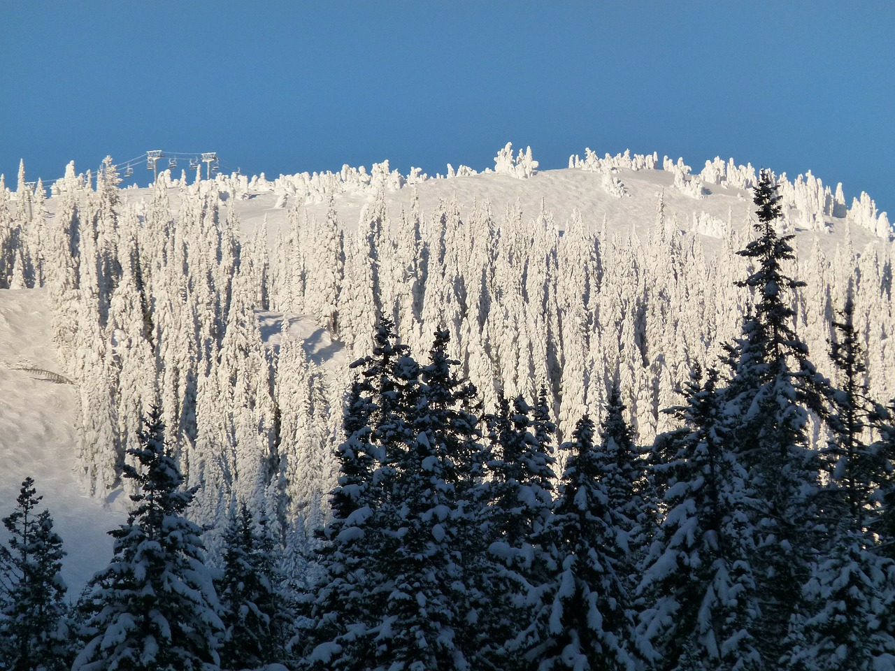 winter wonderland trees free photo