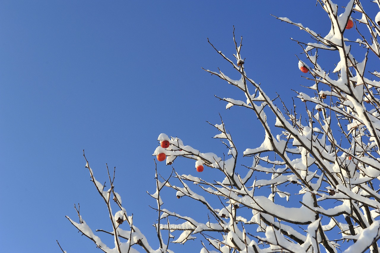 winter winter tree snow free photo