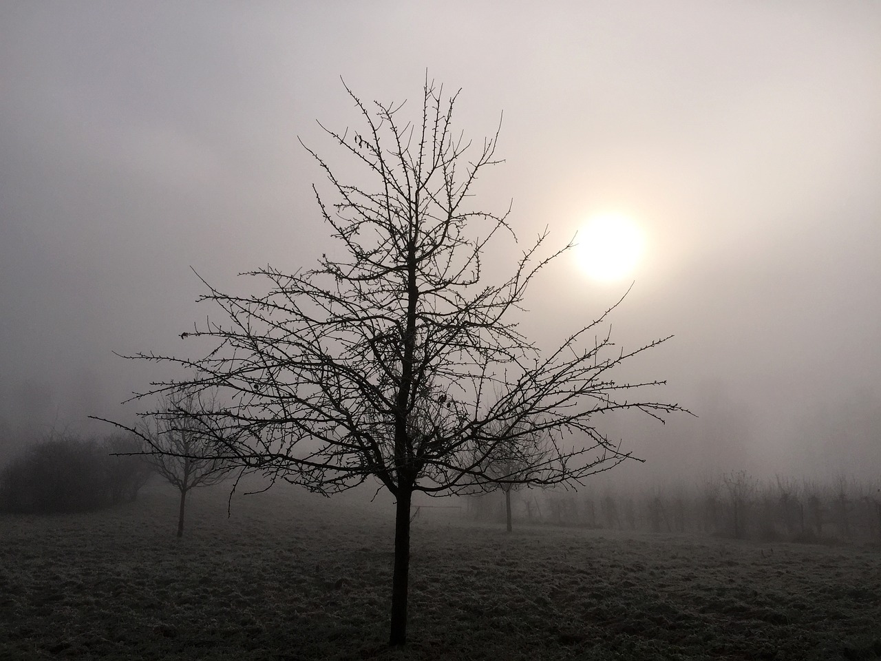 winter fog nature free photo