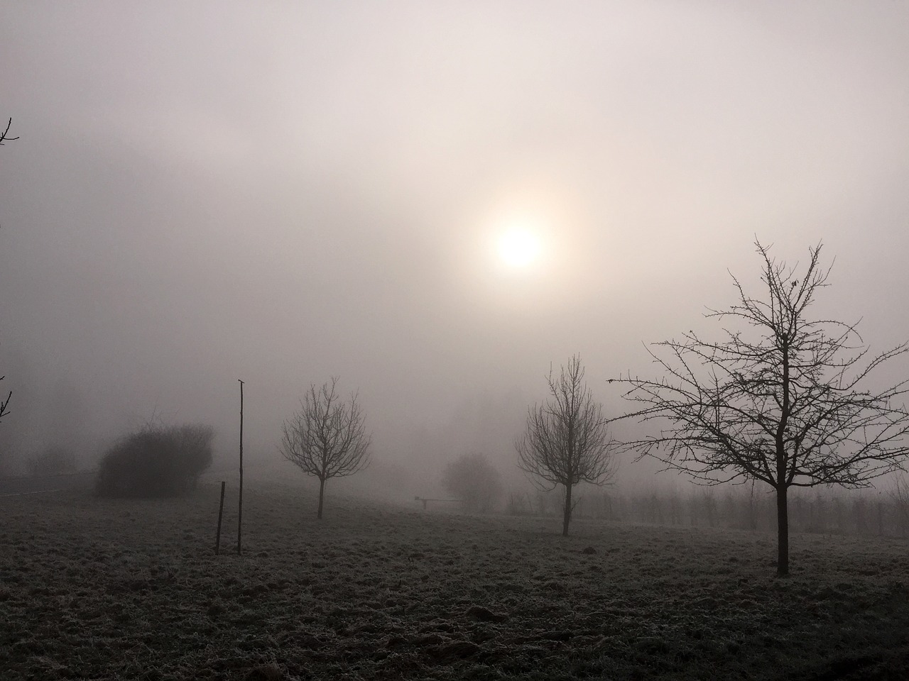 winter fog nature free photo