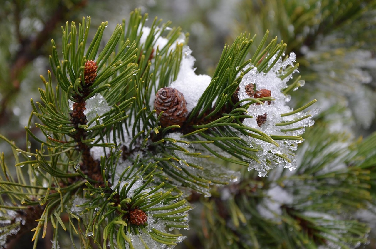 winter christmas tree mountains free photo