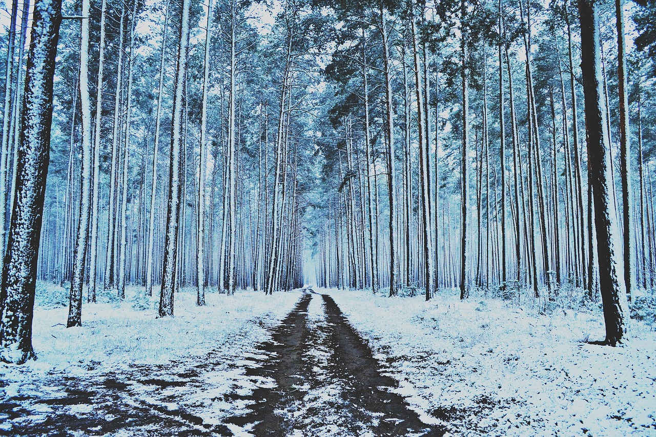 winter forest snow free photo
