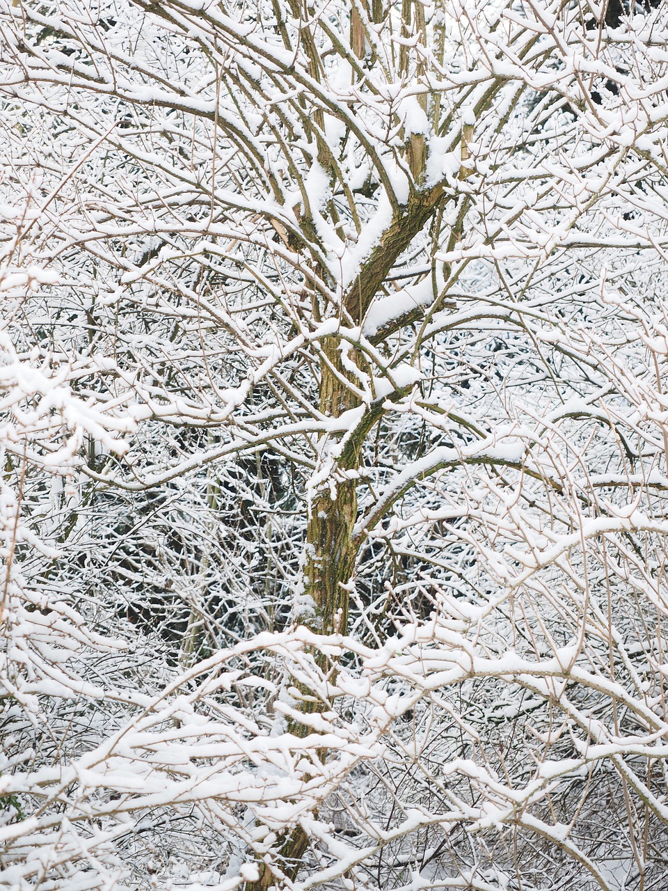 winter snow trees free photo