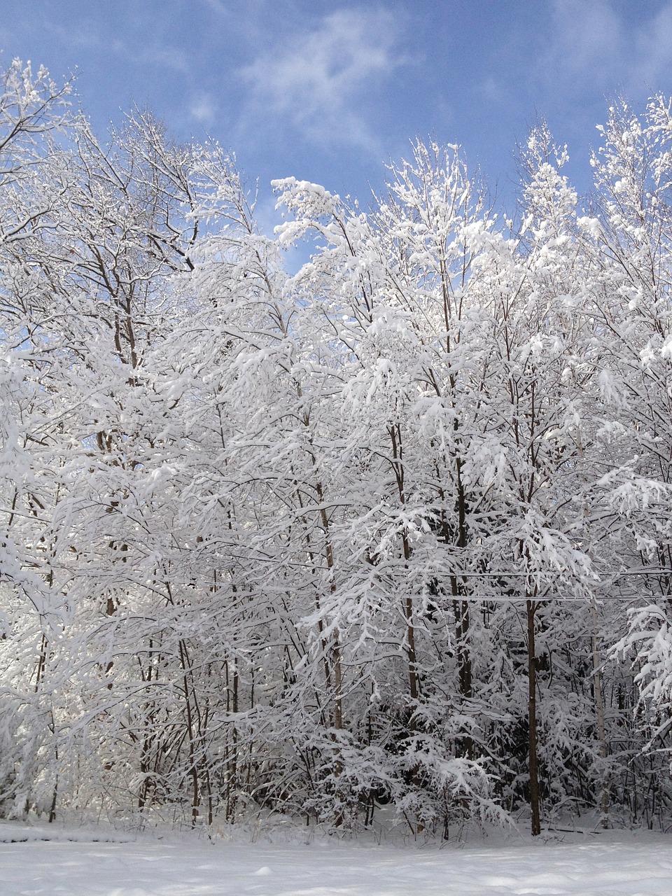 winter trees snow free photo