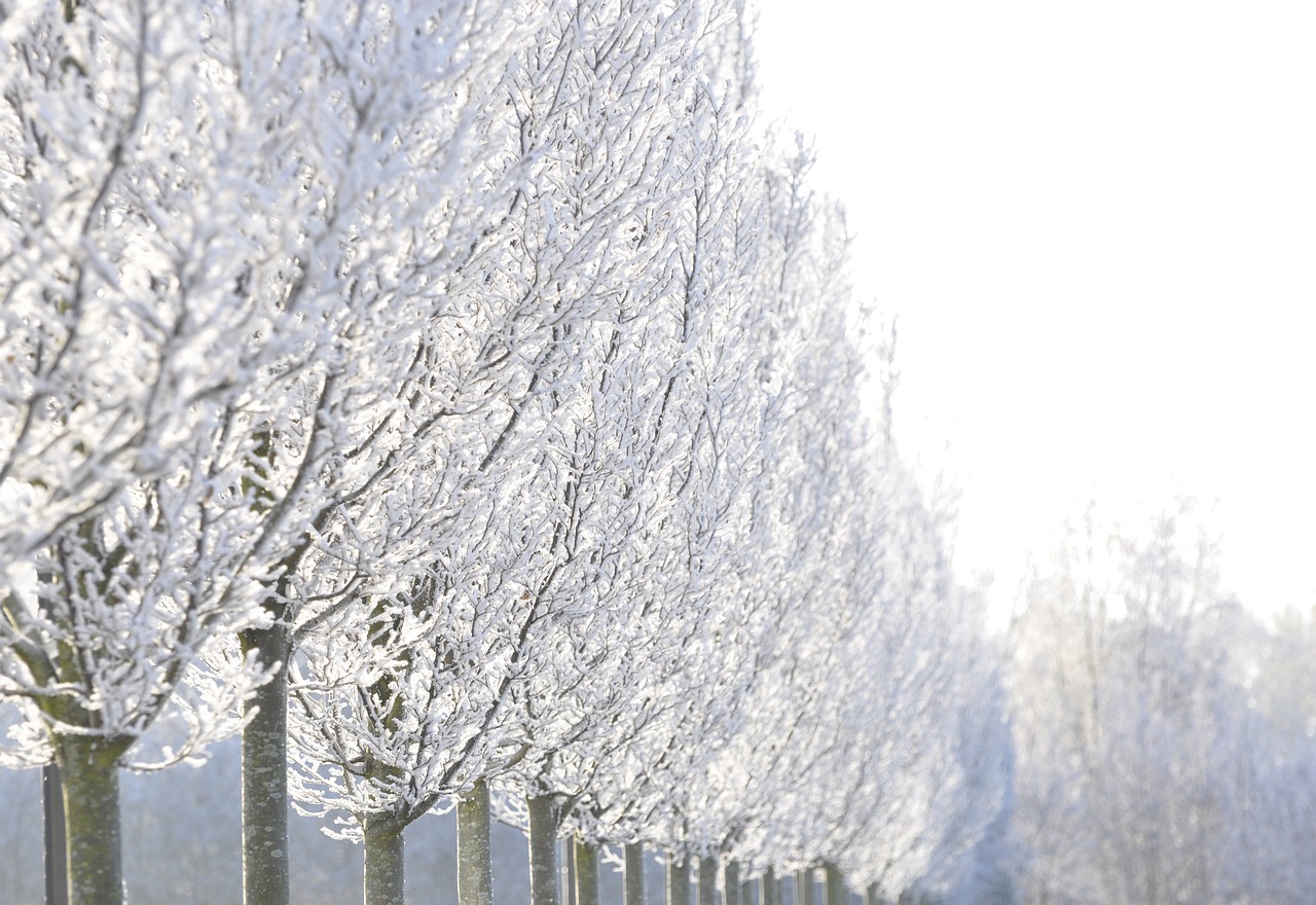 winter trees row free photo