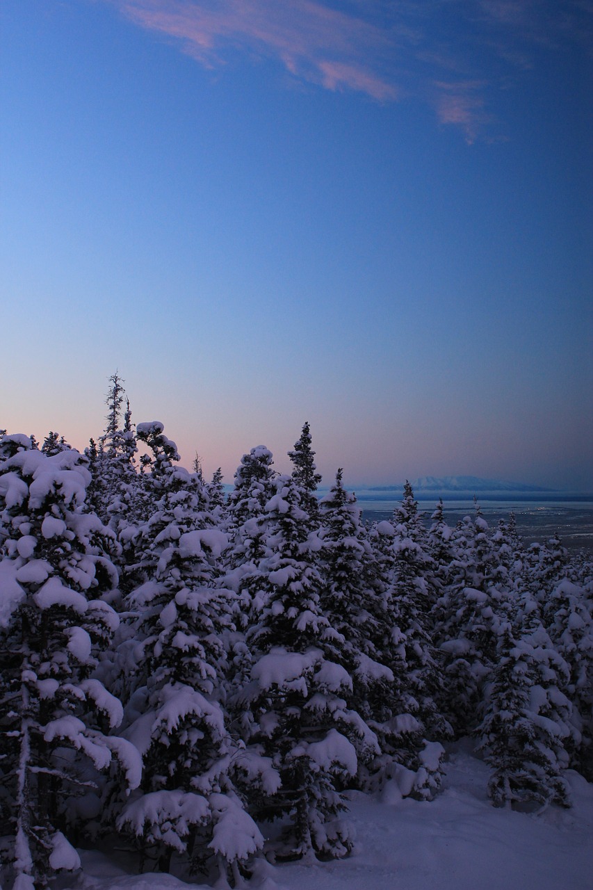 winter trees alaska free photo