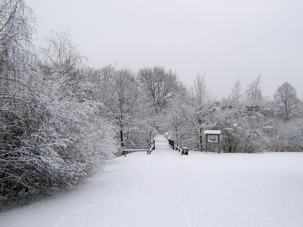 winter snow wintry free photo