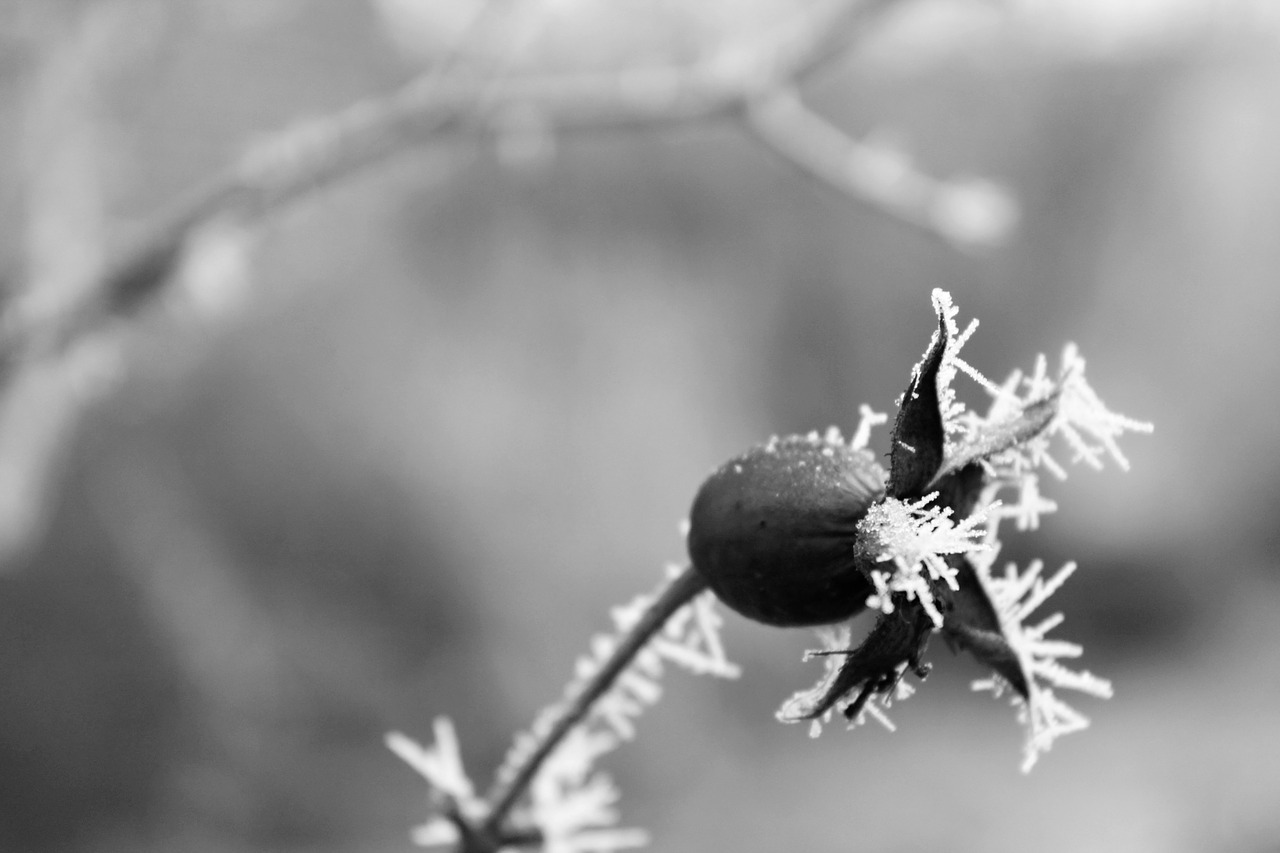 winter plants rostilna free photo