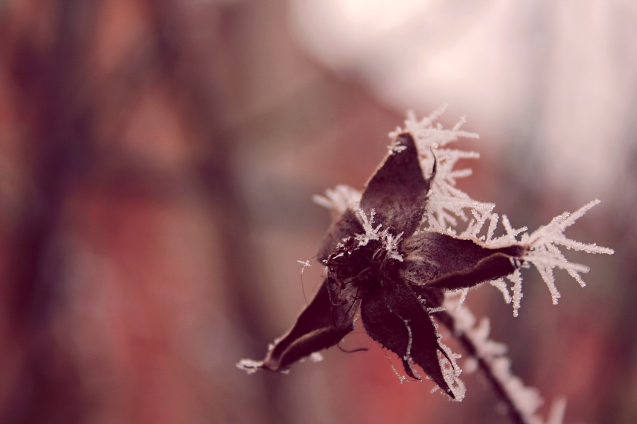 winter plants plant free photo