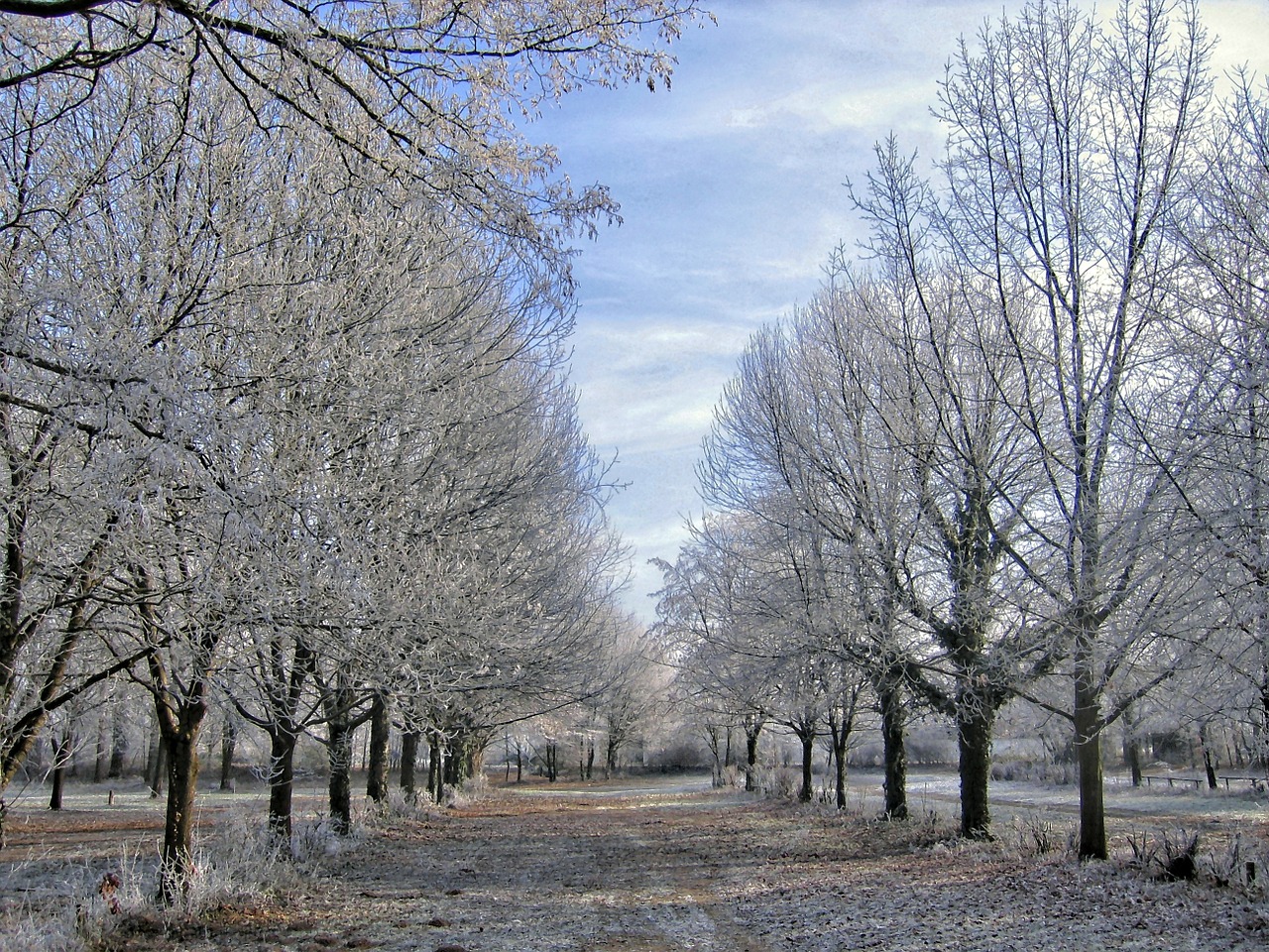 winter trees ice free photo