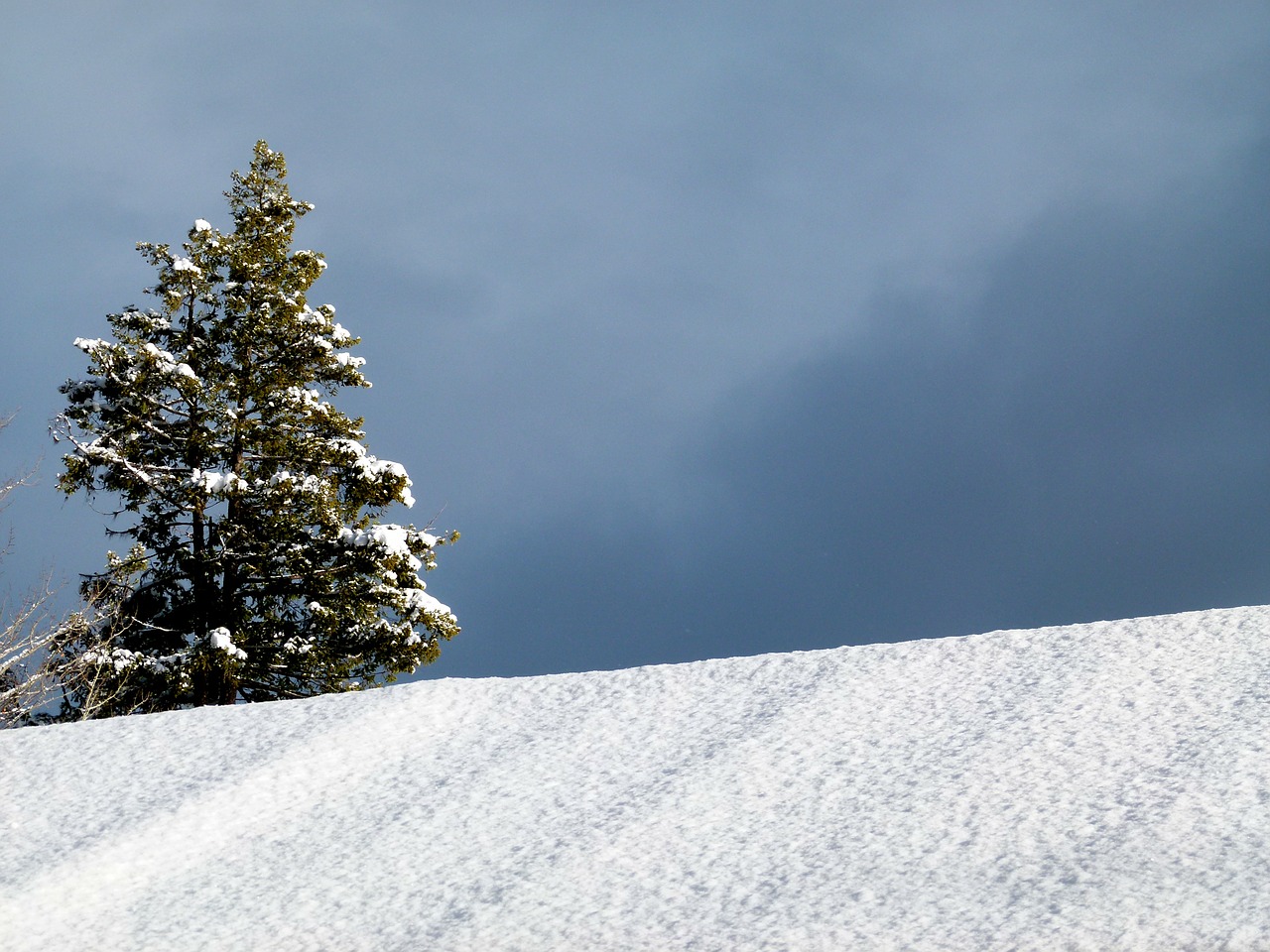 winter fir tree free photo
